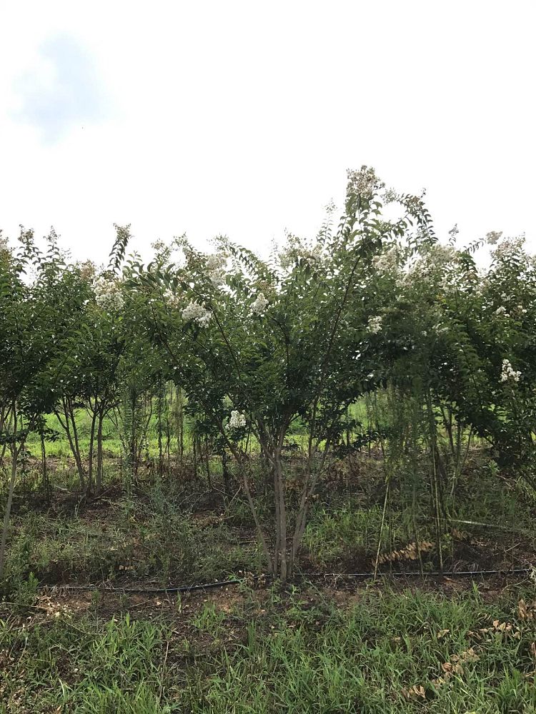 lagerstroemia-sarah-s-favorite-crape-myrtle