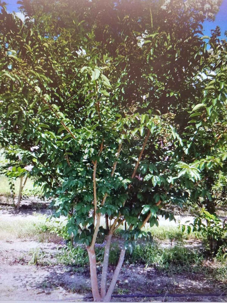 lagerstroemia-sarah-s-favorite-crape-myrtle