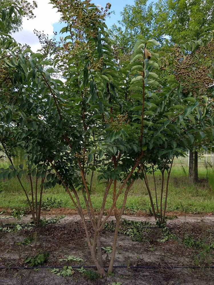 lagerstroemia-sarah-s-favorite-crape-myrtle
