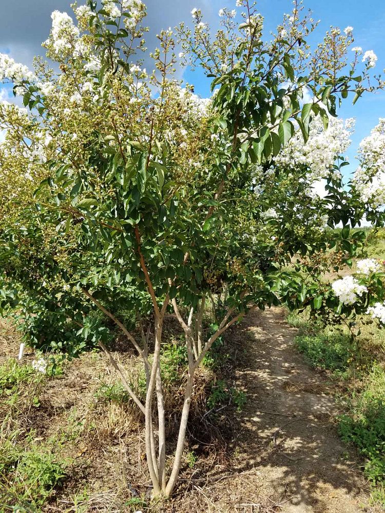 lagerstroemia-sarah-s-favorite-crape-myrtle
