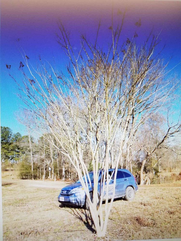 lagerstroemia-sarah-s-favorite-crape-myrtle