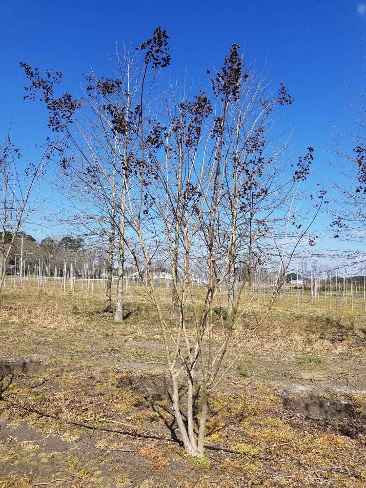 lagerstroemia-sarah-s-favorite-crape-myrtle