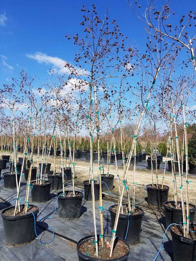 lagerstroemia-sarah-s-favorite-crape-myrtle