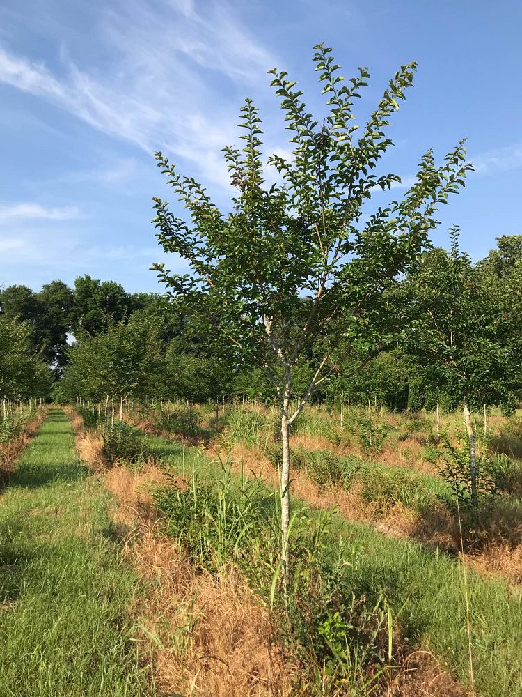 lagerstroemia-sarah-s-favorite-crape-myrtle