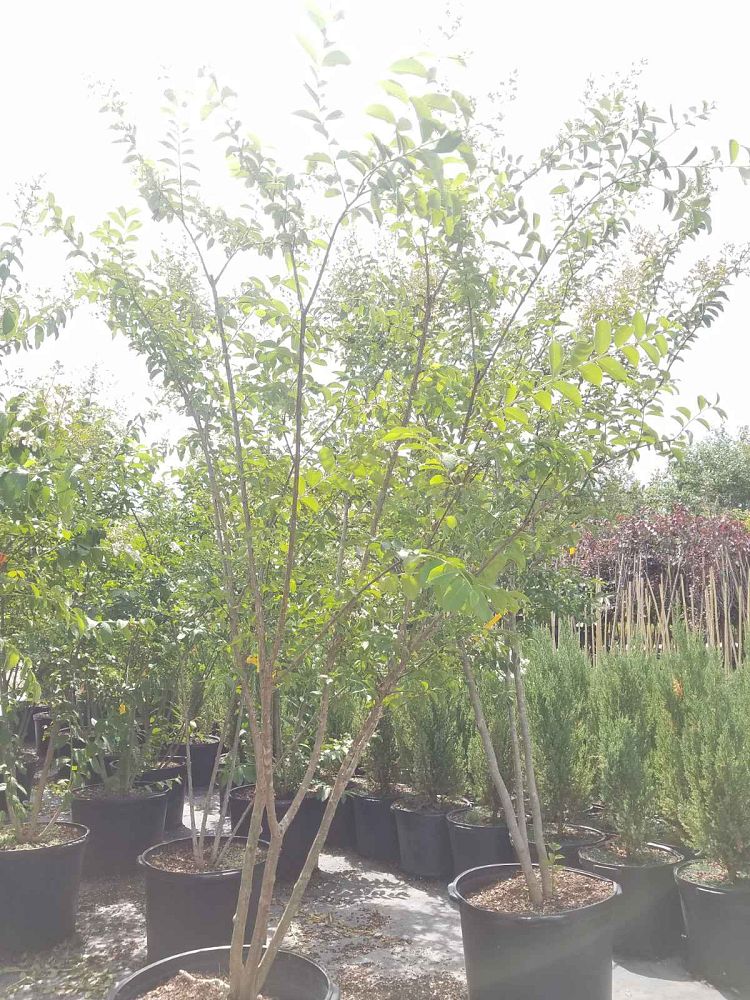 lagerstroemia-sarah-s-favorite-crape-myrtle