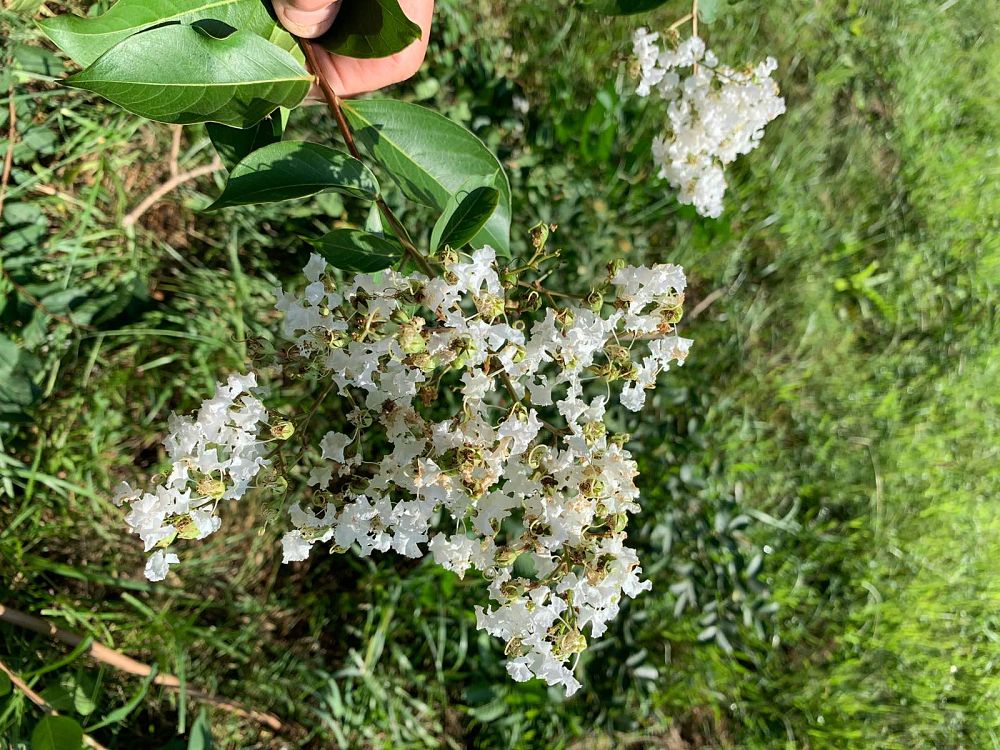 lagerstroemia-sarah-s-favorite-crape-myrtle