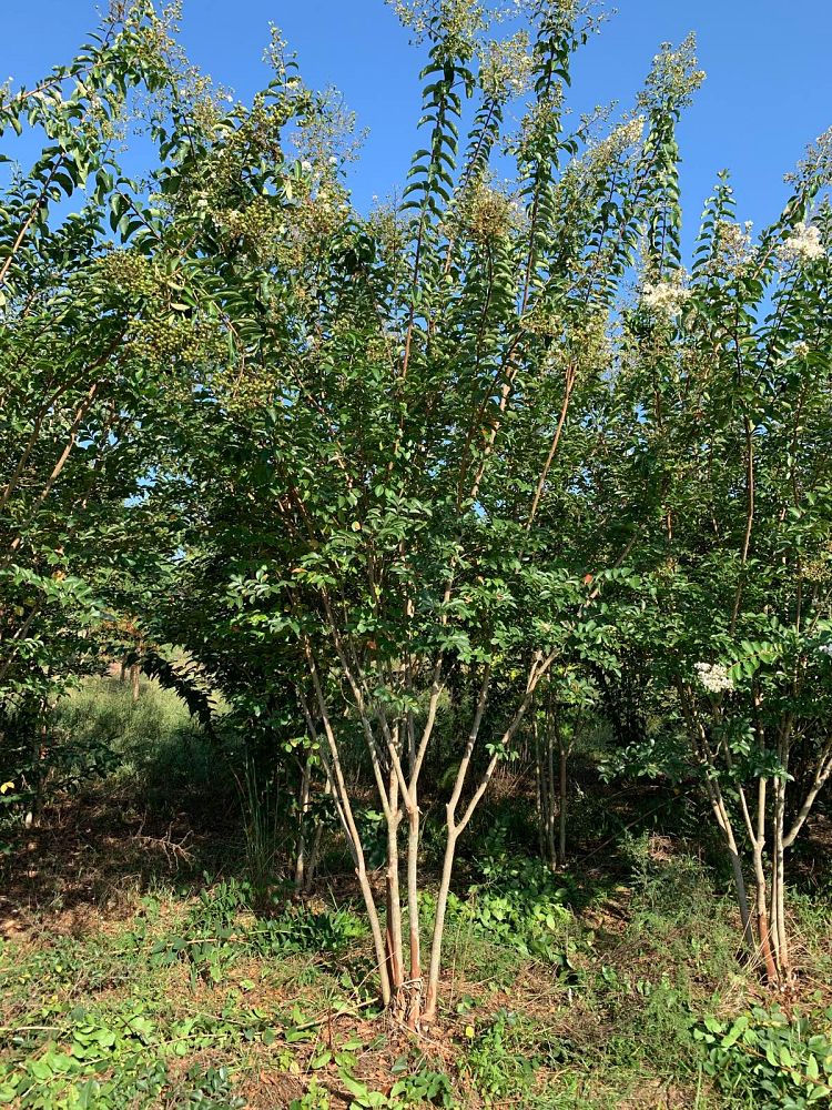 lagerstroemia-sarah-s-favorite-crape-myrtle