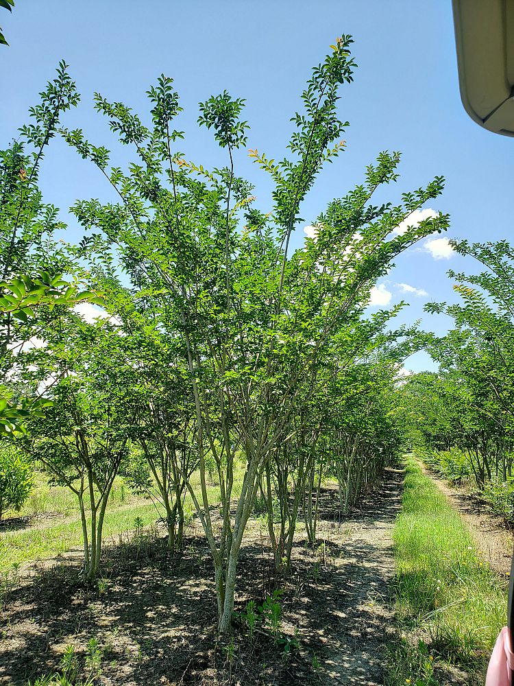 lagerstroemia-sarah-s-favorite-crape-myrtle