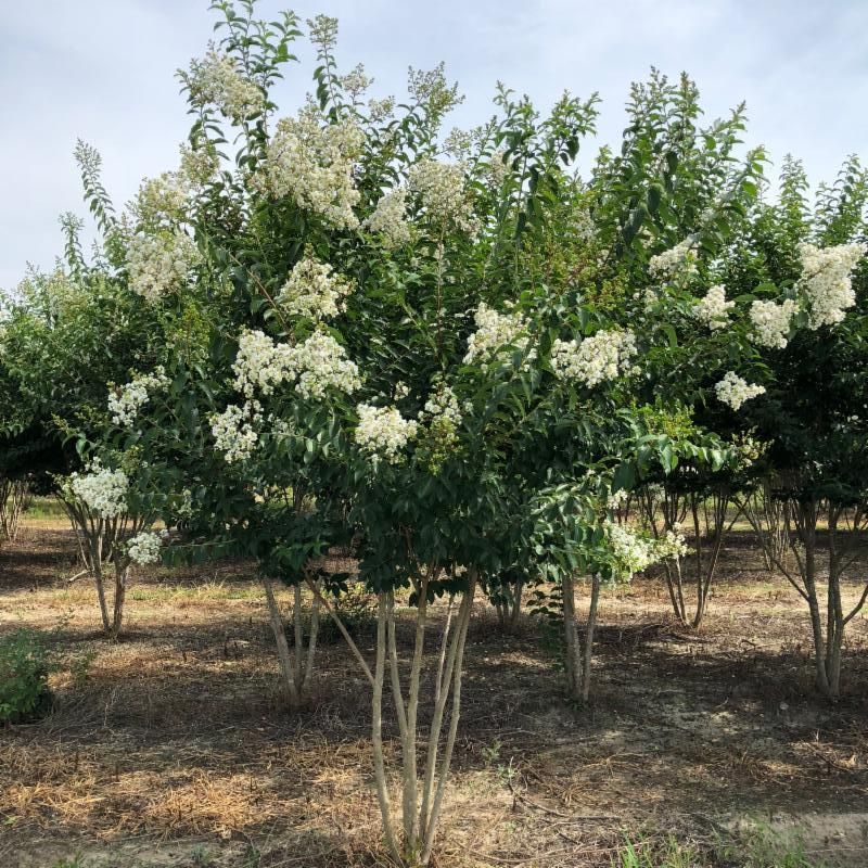 lagerstroemia-sarah-s-favorite-crape-myrtle