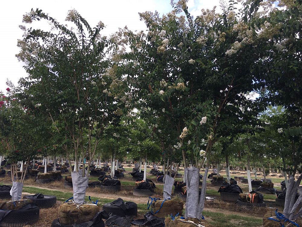 lagerstroemia-sarah-s-favorite-crape-myrtle