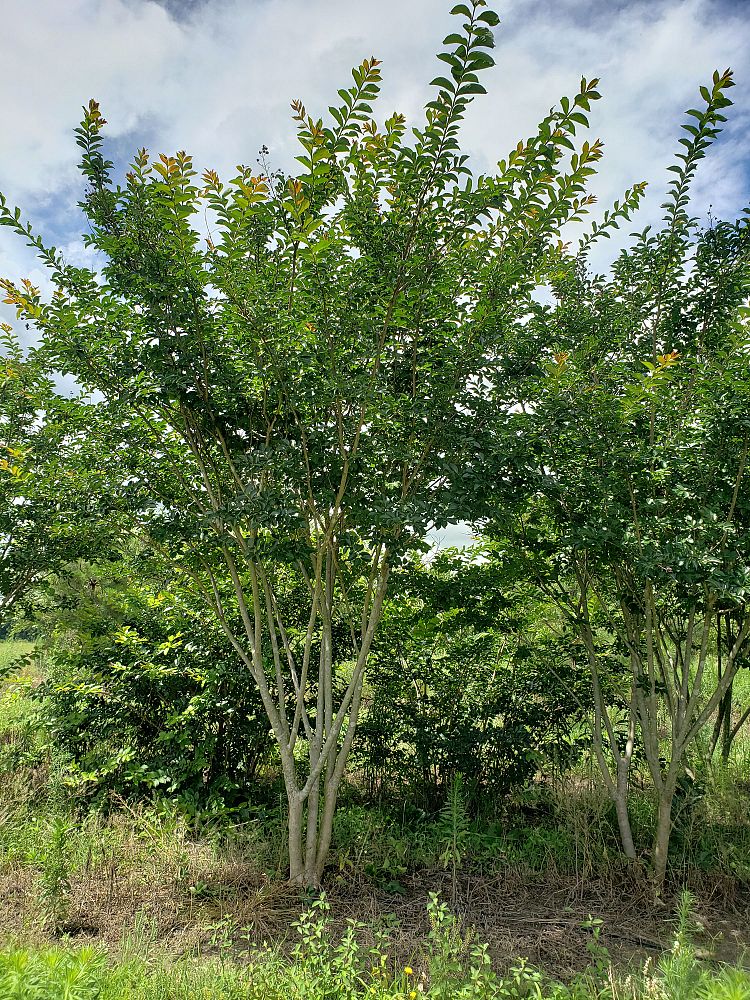 lagerstroemia-sarah-s-favorite-crape-myrtle