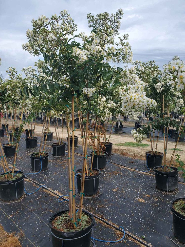lagerstroemia-sarah-s-favorite-crape-myrtle
