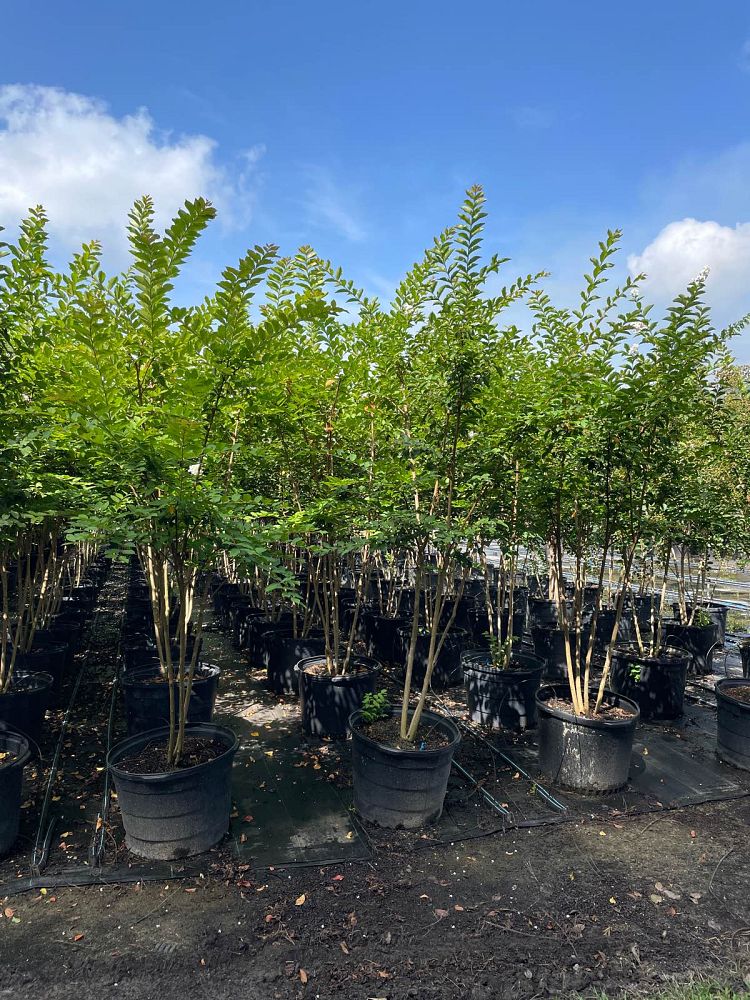 lagerstroemia-sarah-s-favorite-crape-myrtle