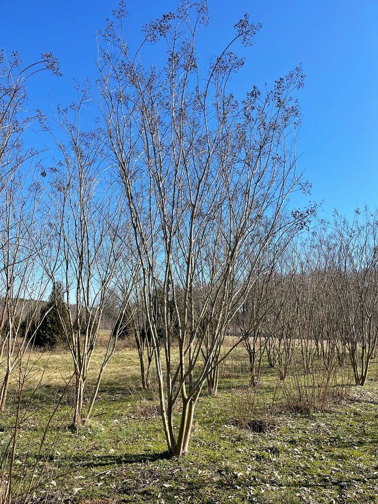 lagerstroemia-sarah-s-favorite-crape-myrtle
