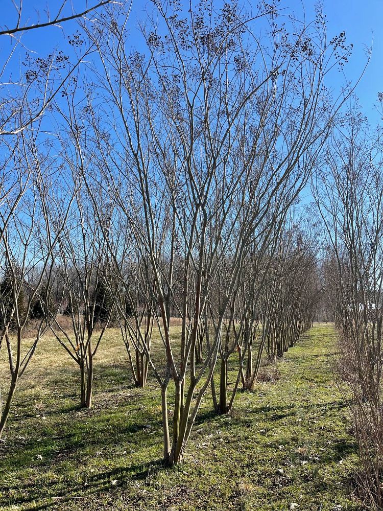 lagerstroemia-sarah-s-favorite-crape-myrtle