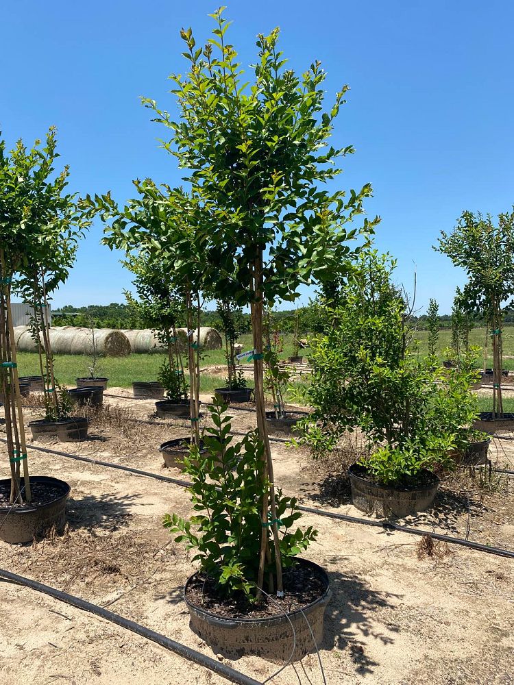 lagerstroemia-sarah-s-favorite-crape-myrtle