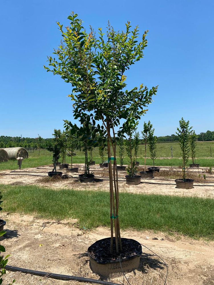 lagerstroemia-sarah-s-favorite-crape-myrtle