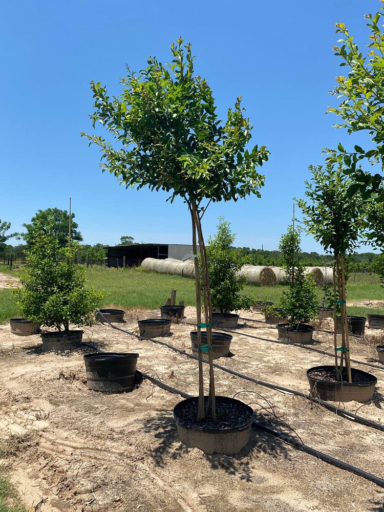 lagerstroemia-sarah-s-favorite-crape-myrtle