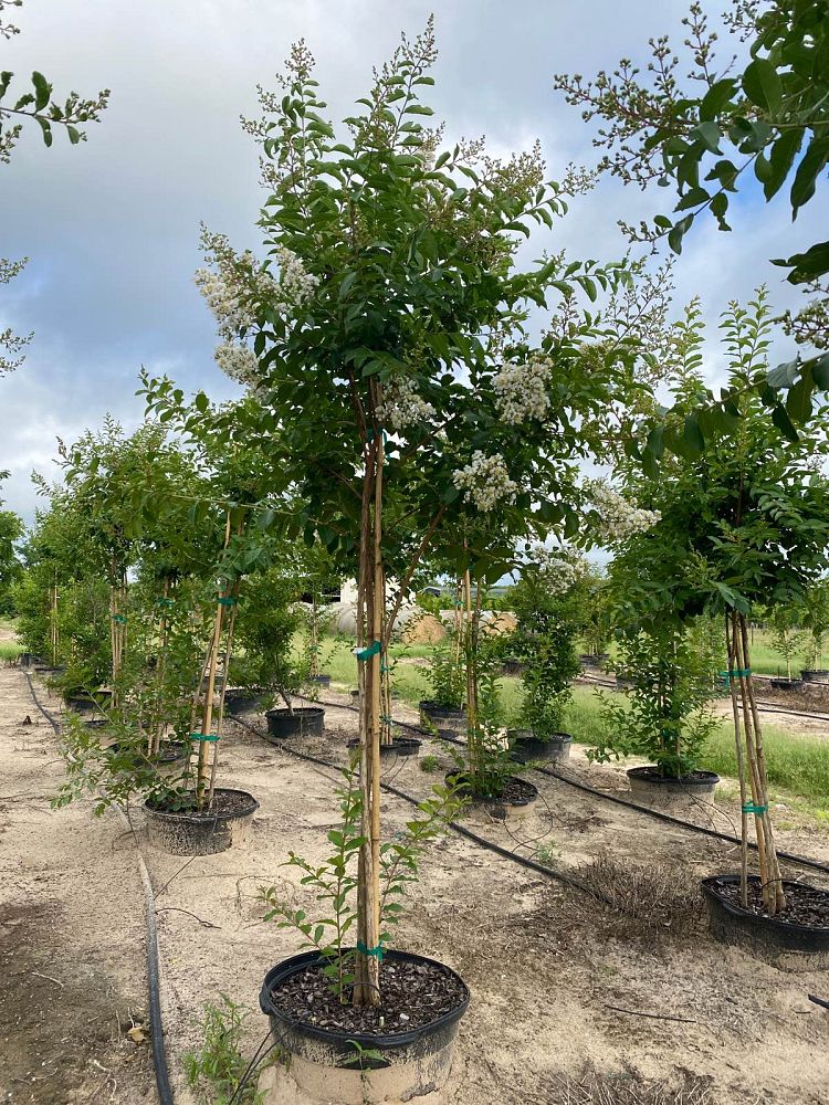 lagerstroemia-sarah-s-favorite-crape-myrtle