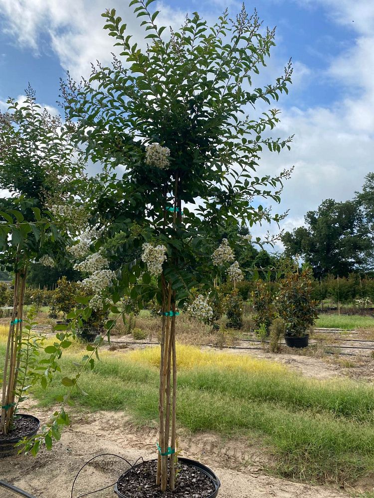 lagerstroemia-sarah-s-favorite-crape-myrtle