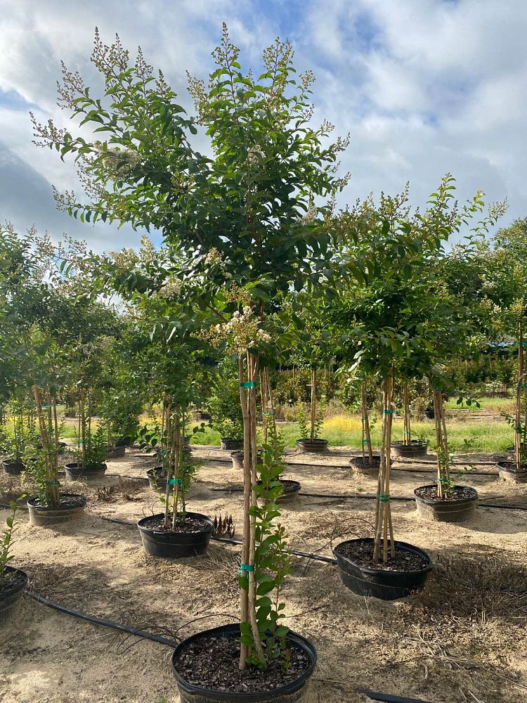 lagerstroemia-sarah-s-favorite-crape-myrtle