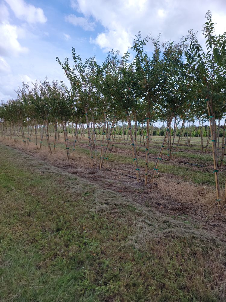 lagerstroemia-sarah-s-favorite-crape-myrtle