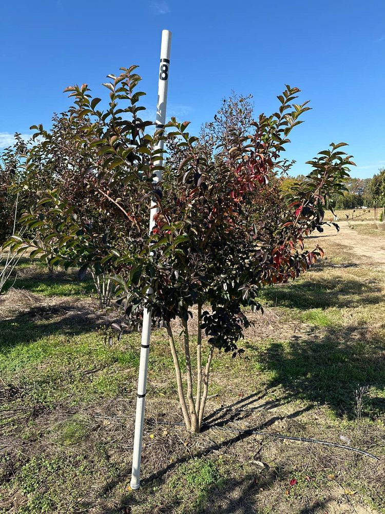 lagerstroemia-sarah-s-favorite-crape-myrtle