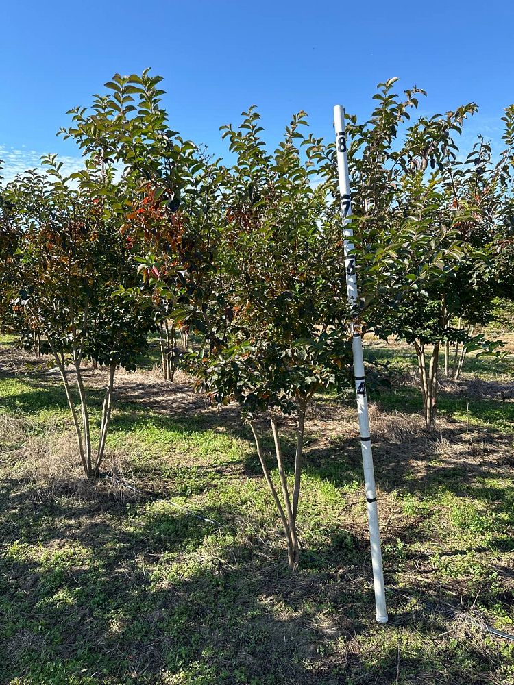 lagerstroemia-sarah-s-favorite-crape-myrtle