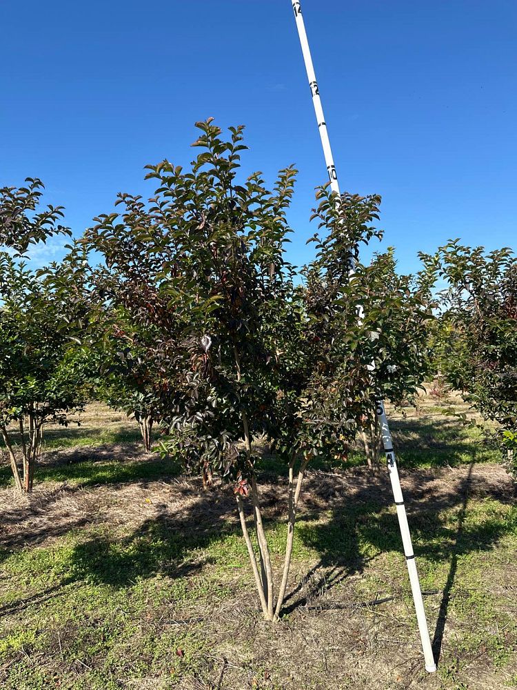 lagerstroemia-sarah-s-favorite-crape-myrtle