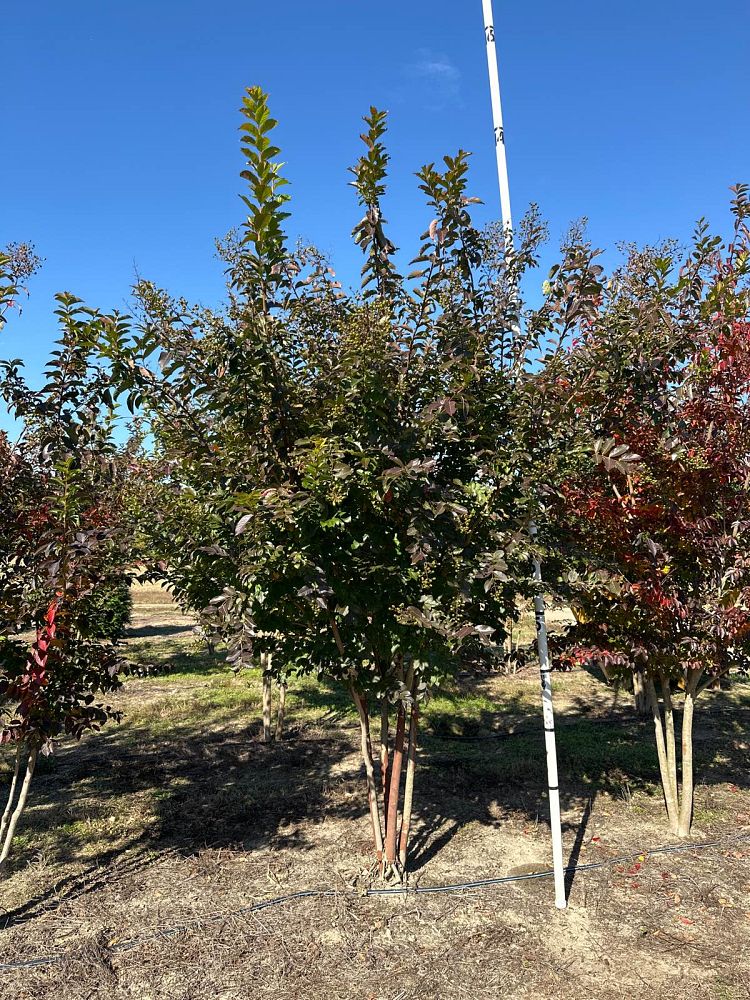 lagerstroemia-sarah-s-favorite-crape-myrtle