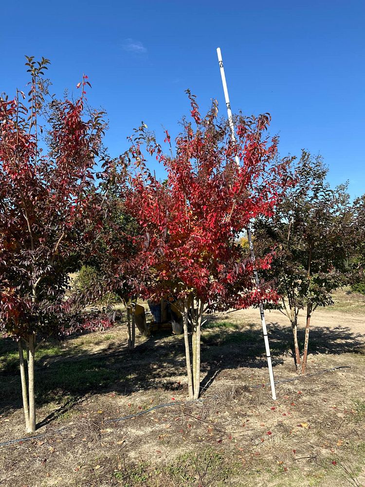 lagerstroemia-sarah-s-favorite-crape-myrtle