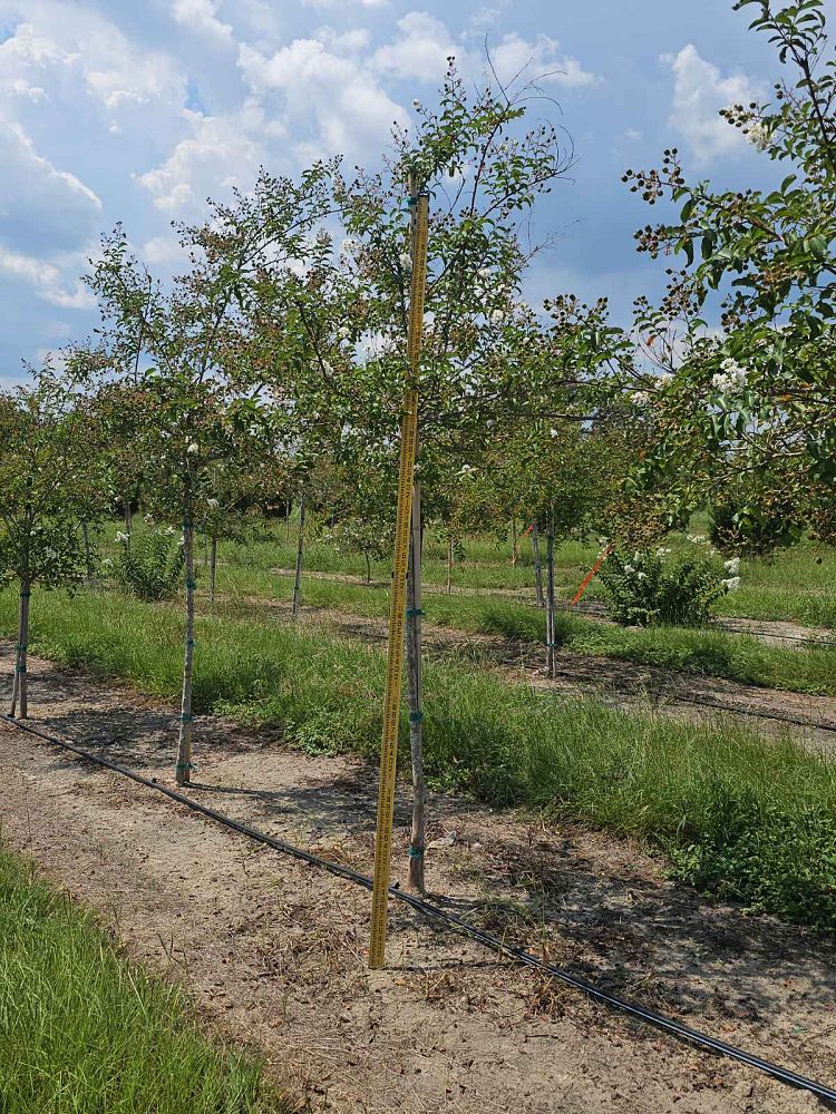 lagerstroemia-sarah-s-favorite-crape-myrtle