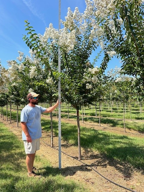 lagerstroemia-sarah-s-favorite-crape-myrtle