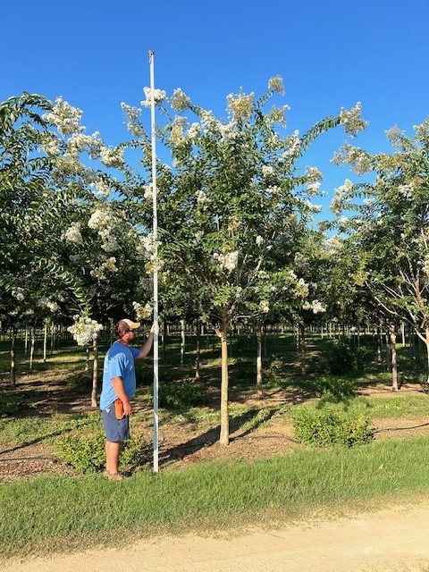 lagerstroemia-sarah-s-favorite-crape-myrtle