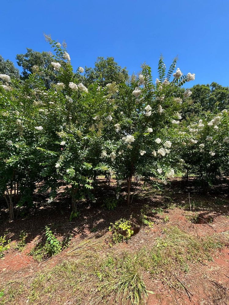 lagerstroemia-sarah-s-favorite-crape-myrtle