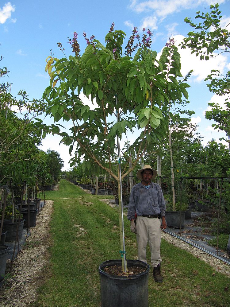 lagerstroemia-speciosa-queen-crape-myrtle-pride-of-india