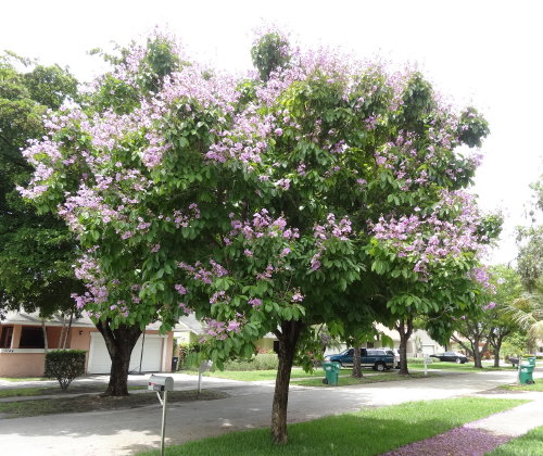 lagerstroemia-speciosa-queen-crape-myrtle-pride-of-india