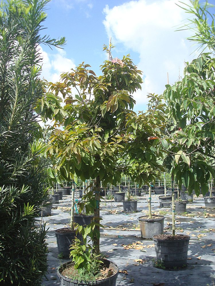lagerstroemia-speciosa-queen-crape-myrtle-pride-of-india