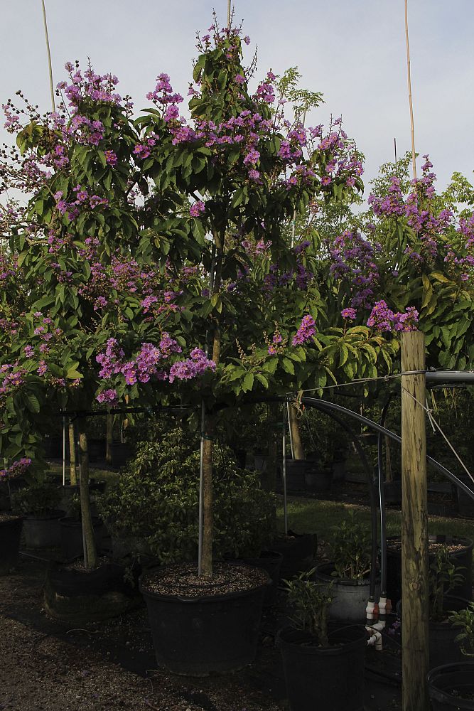 lagerstroemia-speciosa-queen-crape-myrtle-pride-of-india