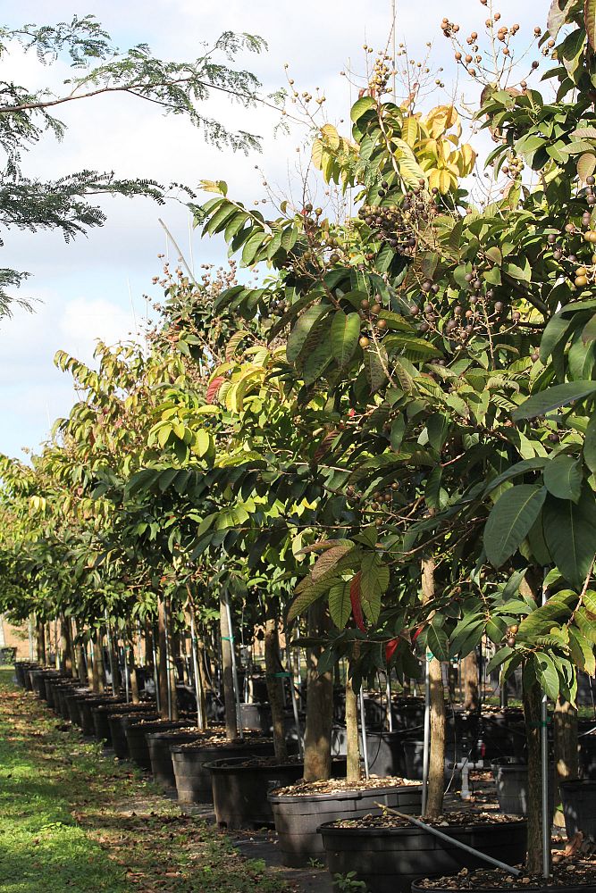 lagerstroemia-speciosa-queen-crape-myrtle-pride-of-india