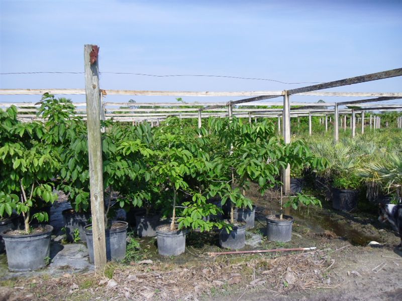 lagerstroemia-speciosa-queen-crape-myrtle-pride-of-india