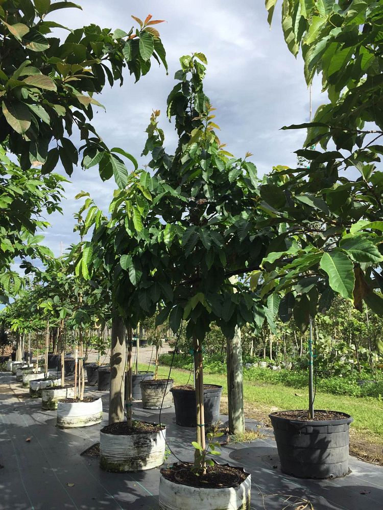 lagerstroemia-speciosa-queen-crape-myrtle-pride-of-india
