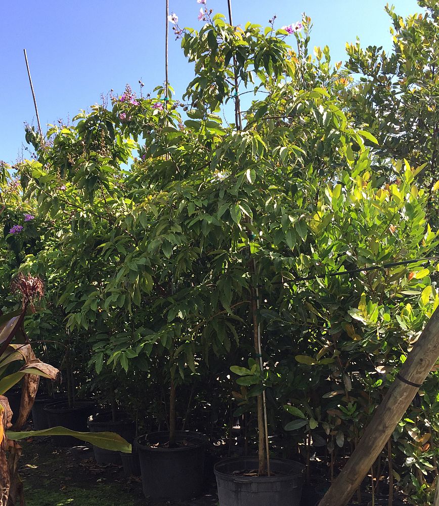lagerstroemia-speciosa-queen-crape-myrtle-pride-of-india