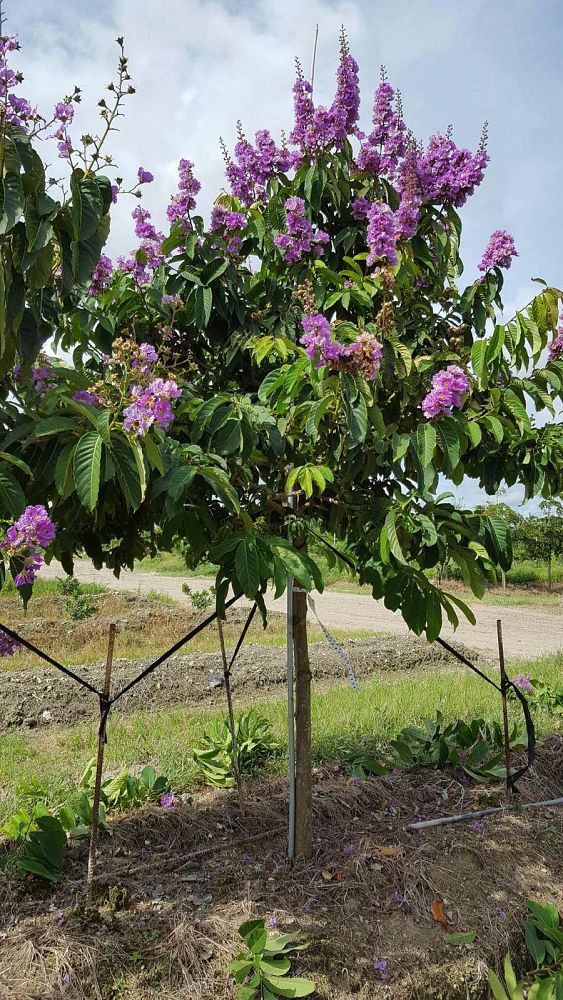 lagerstroemia-speciosa-queen-crape-myrtle-pride-of-india