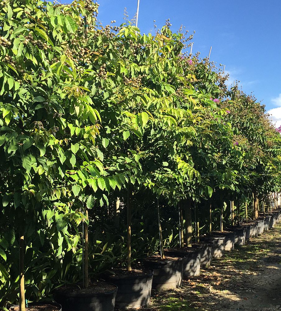 lagerstroemia-speciosa-queen-crape-myrtle-pride-of-india