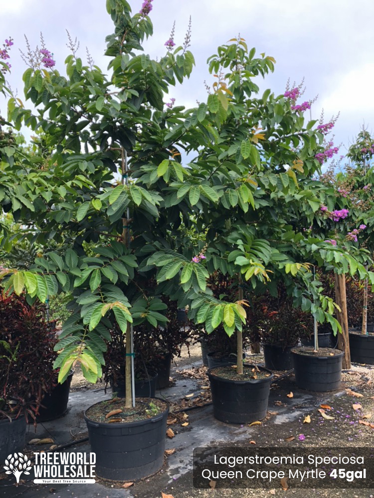 lagerstroemia-speciosa-queen-crape-myrtle-pride-of-india