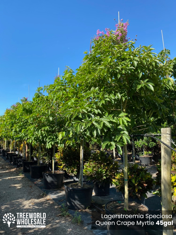 lagerstroemia-speciosa-queen-crape-myrtle-pride-of-india