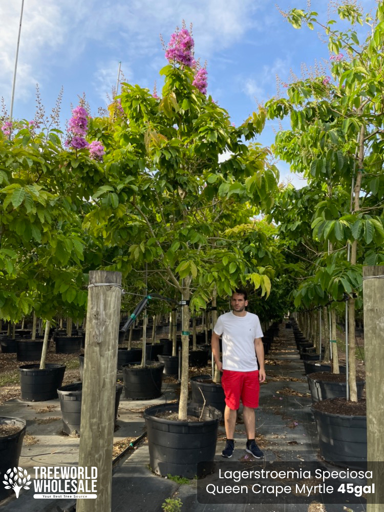lagerstroemia-speciosa-queen-crape-myrtle-pride-of-india