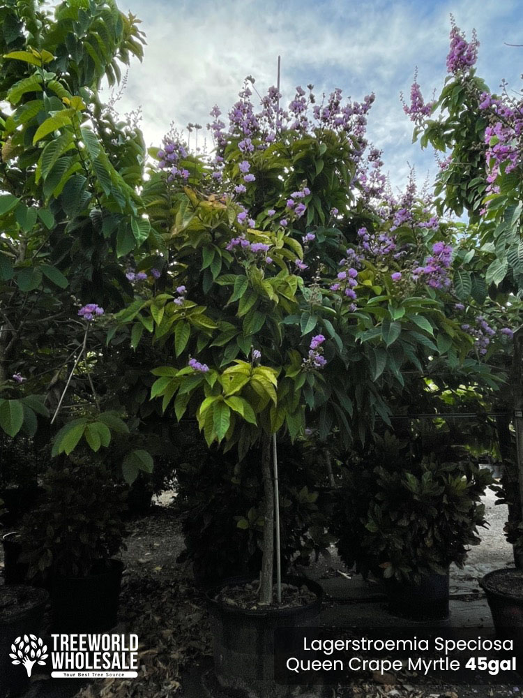 lagerstroemia-speciosa-queen-crape-myrtle-pride-of-india
