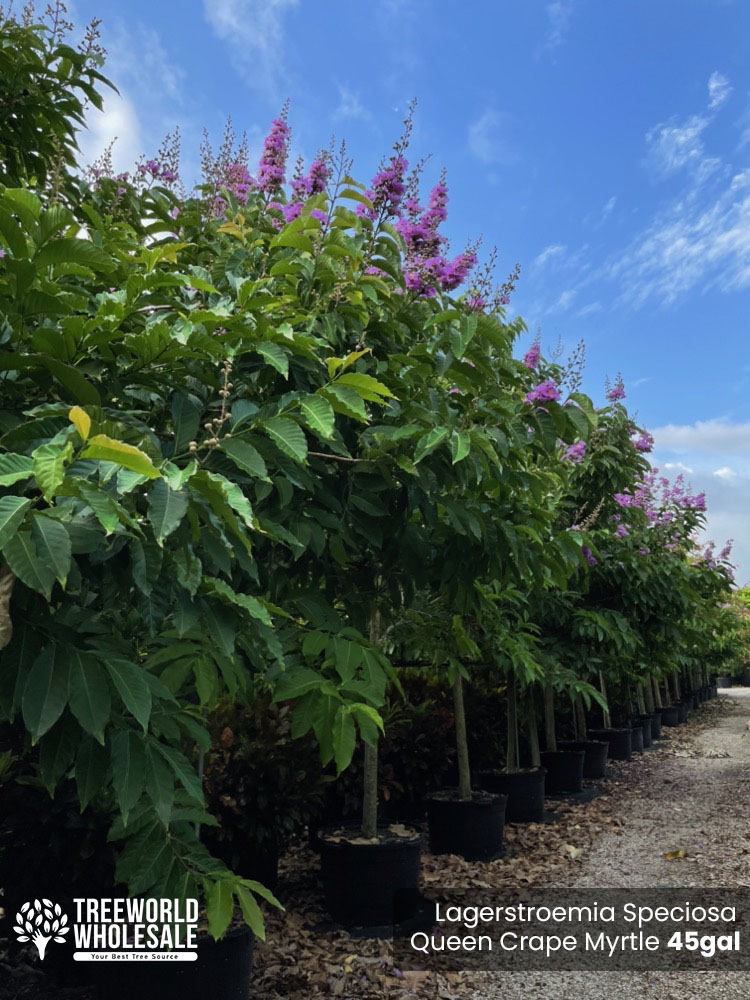 lagerstroemia-speciosa-queen-crape-myrtle-pride-of-india
